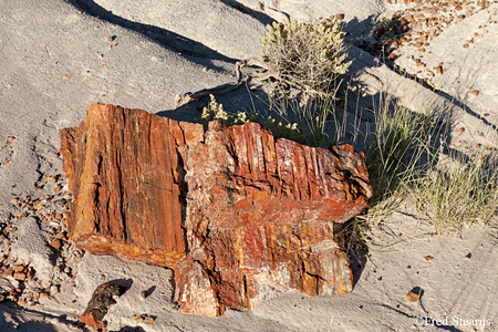 Petrified Forest National Park Rainbow Forest